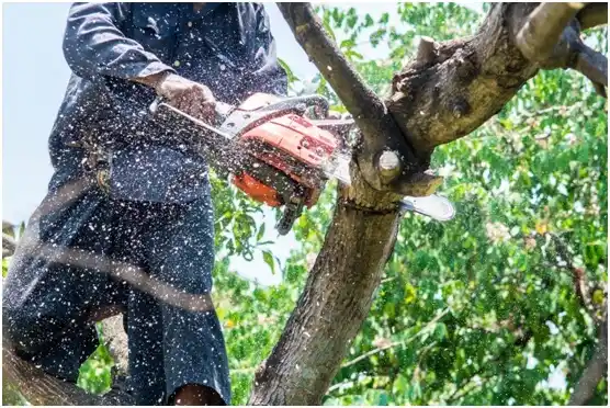 tree services Falls City